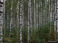 12. Birch forest _antoon loomans_WADM_3783
