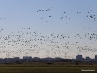 13. Amsterdam skyline migrating birds _antoon loomans_5154